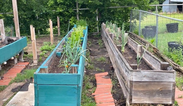 Raised-Garden-Bed-4